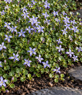 Lobelia pedunculata ‘County Park’